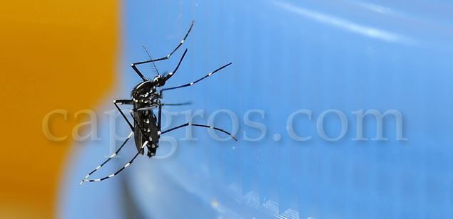 Mosquito tigre fotografiado en la zona de Rocafonda
