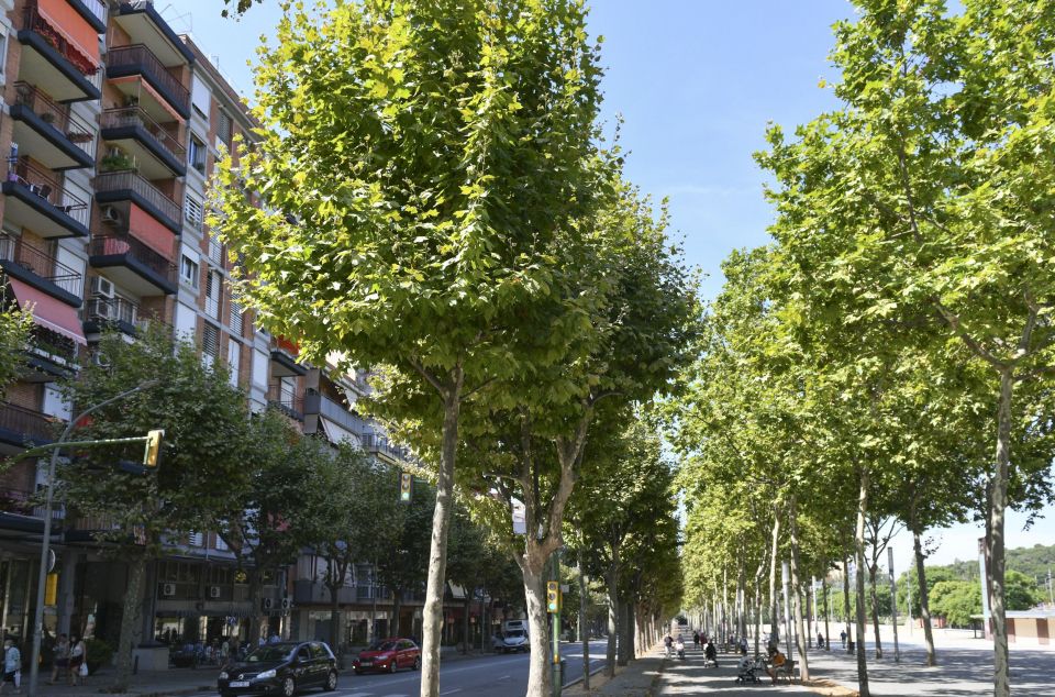 Plataneros en el Camí de la Geganta