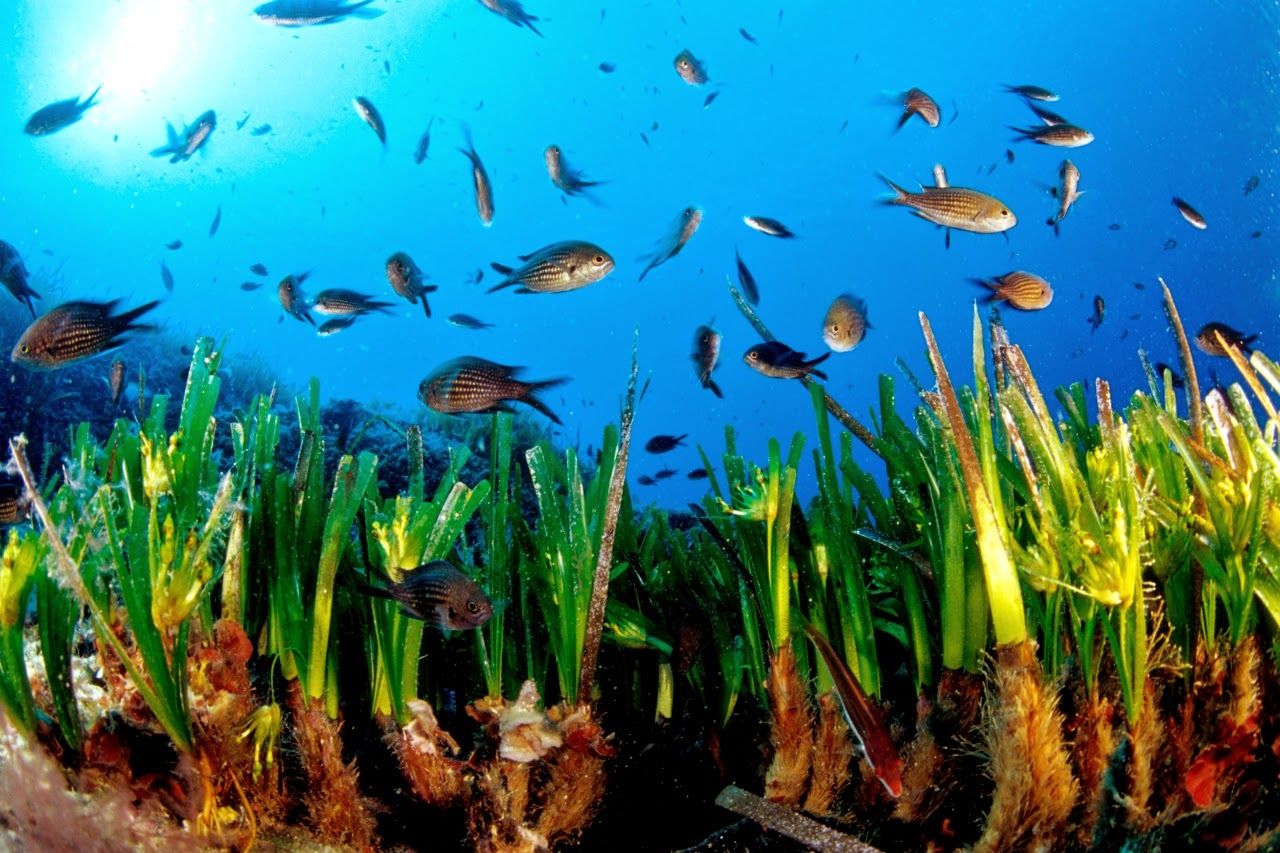 Los pescados de la posidonia mataronina van cada vez más a la baja. Foto: Manu Sanfélix