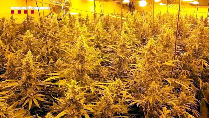 Operació contra el tràfic de marihuana Operació contra el tràfic de marihuana