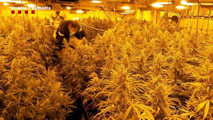 L'operació contrà el cultiu de marihuana va acabar amb 16 detinguts