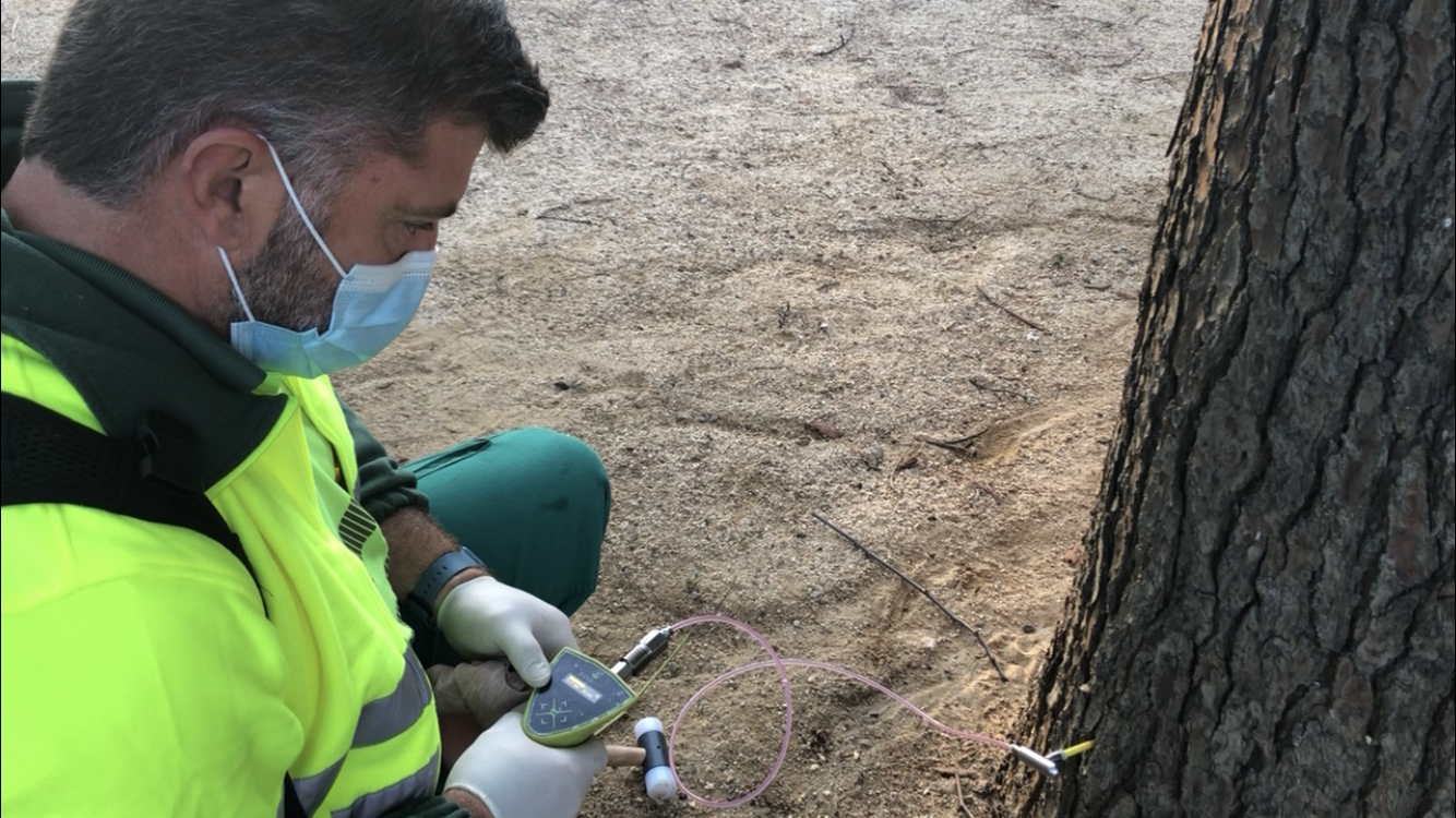 Inyectando endoteràpia al arbolado de Mataró. Foto: Ayuntamiento