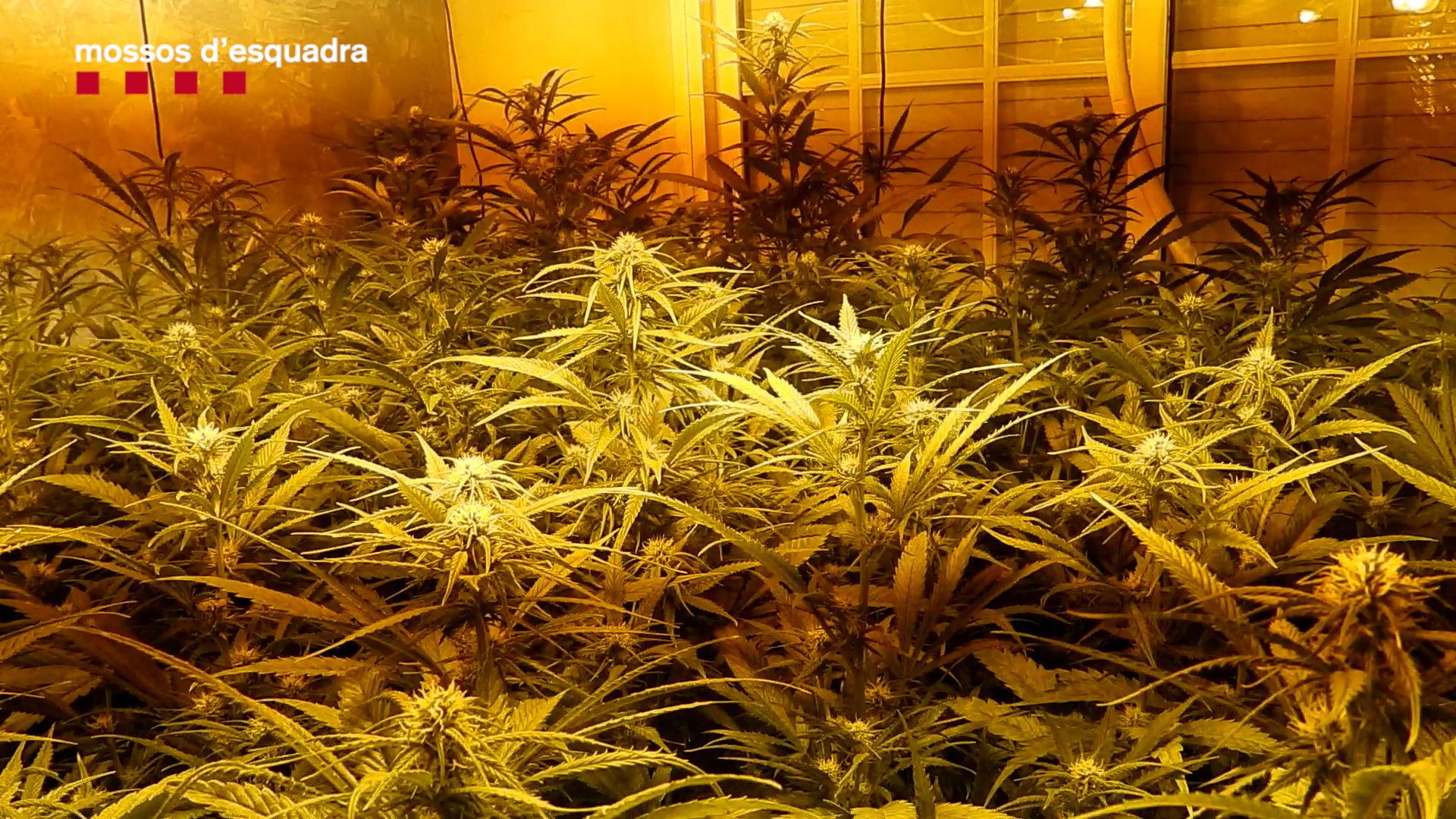En un dels immobles tenien plantació de marihuana.
