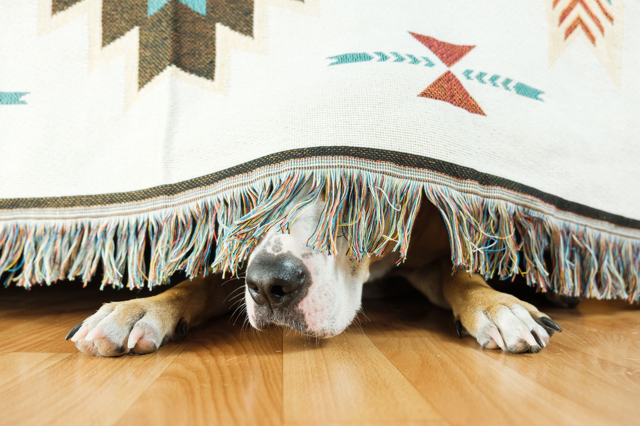 La tronada puede asustar los perros y otros animales de compañía. Foto: Archivo