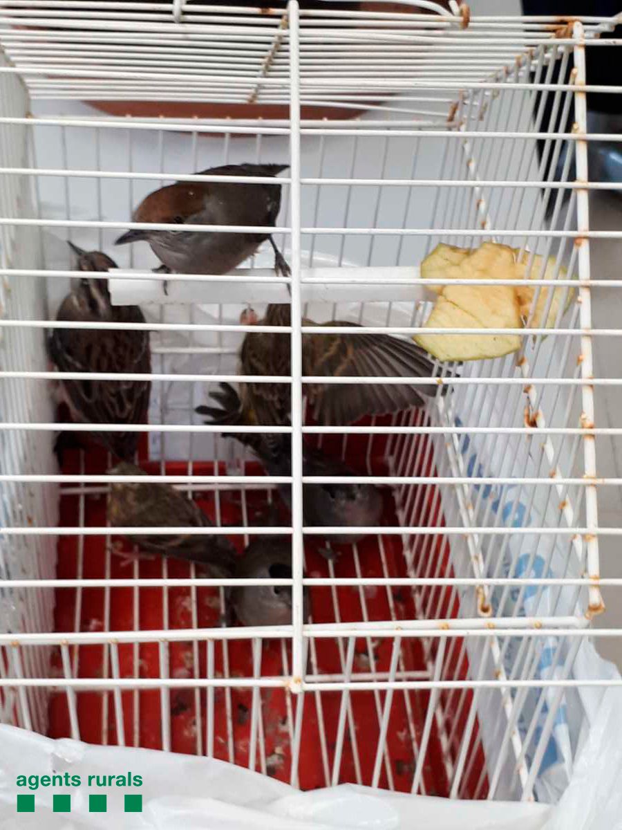 Ocells protegits que venia el mataroní. Foto: Agents Rurals Ocells protegits que venia el mataroní. Foto: Agents Rurals