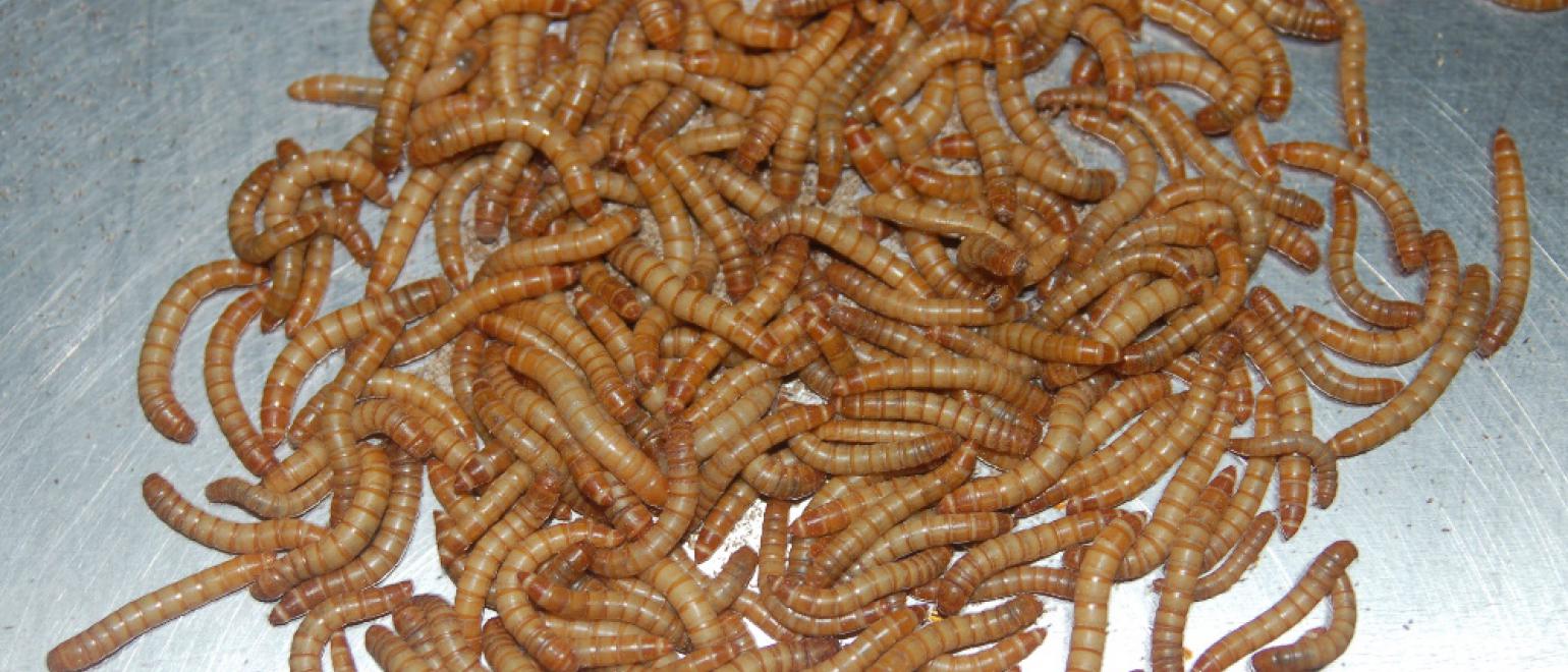tenebrio molitor larva. Ric en proteïnes, es veu.