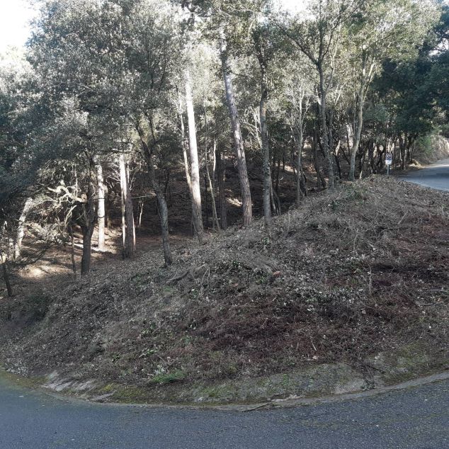 El bosc sobre el que s'ha actuat El bosc sobre el que s'ha actuat