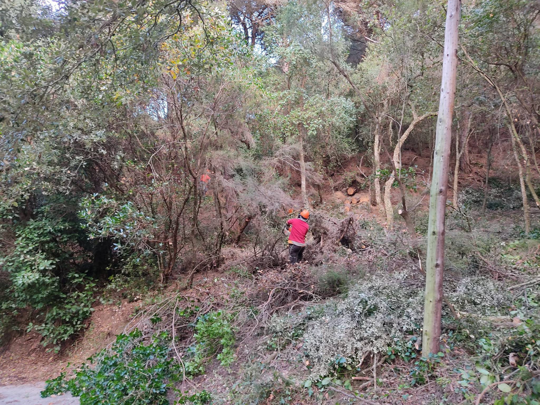 Limpian un bosque de Llavaneres como ejemplo de Responsabilidad Social Corporativa