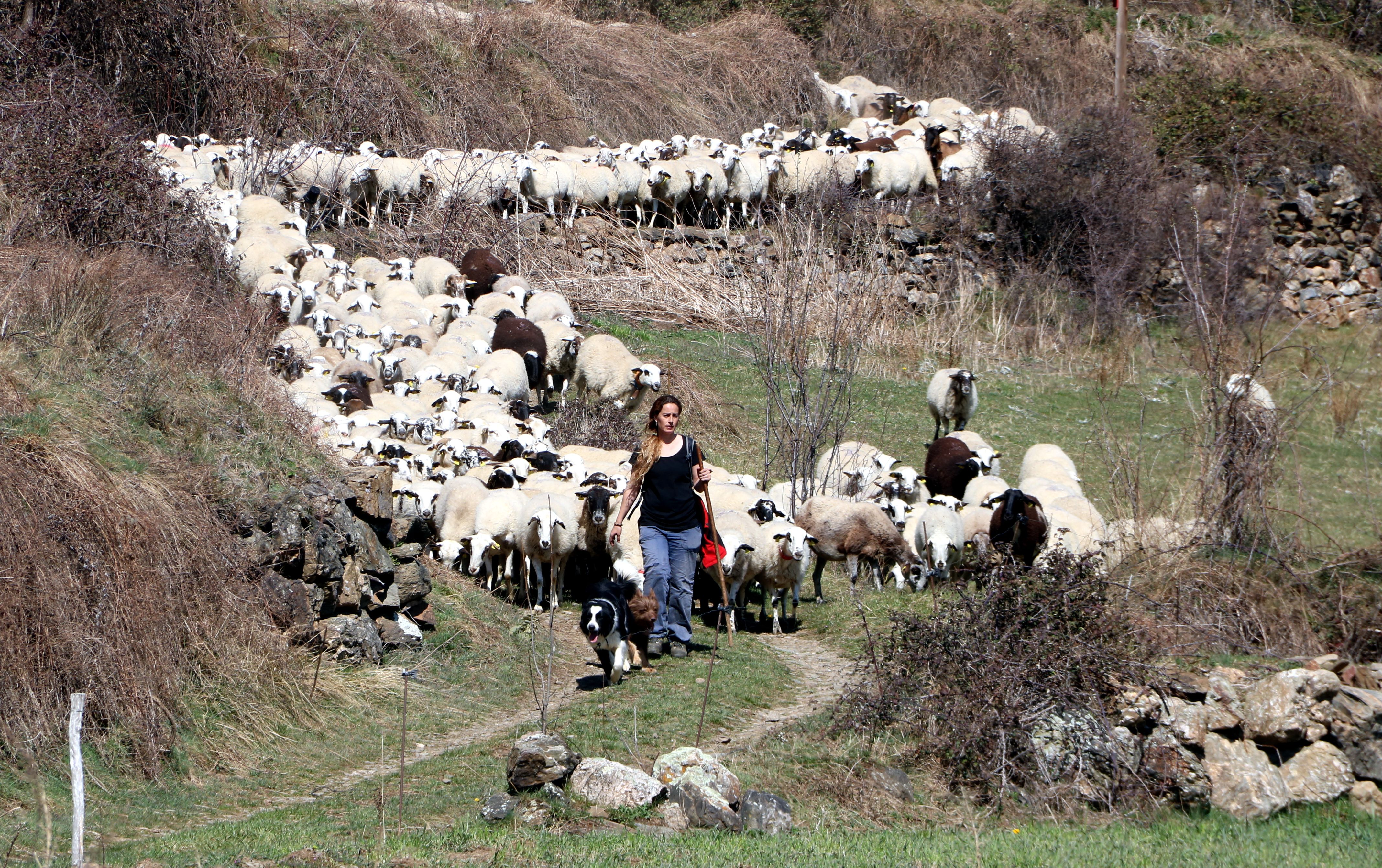 Una pastora en el Pallars Sobirà.