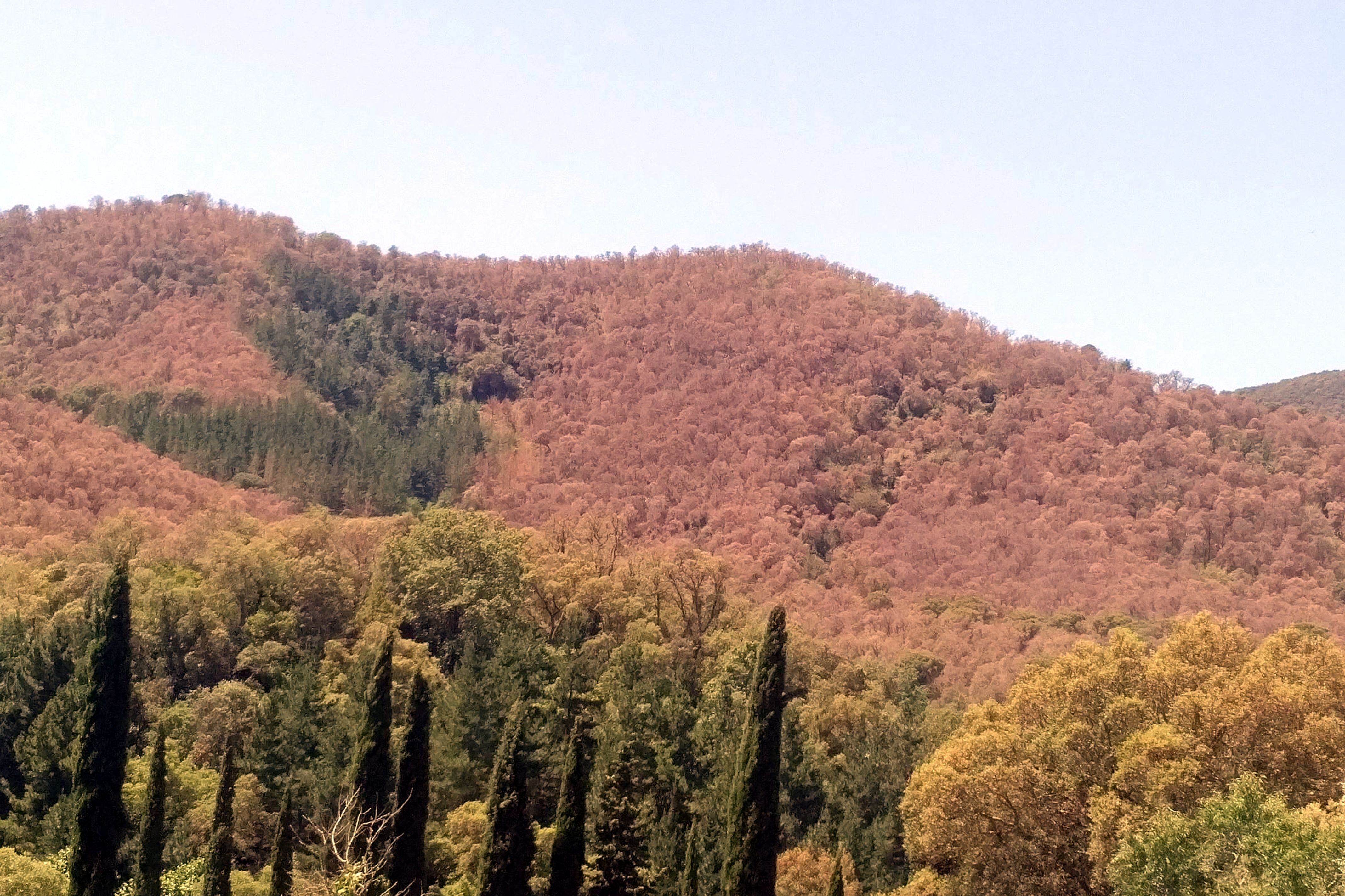 Efectes de l'eruga del Suro als boscos del Maresme, en una imatge de 2019. Foto: ACN