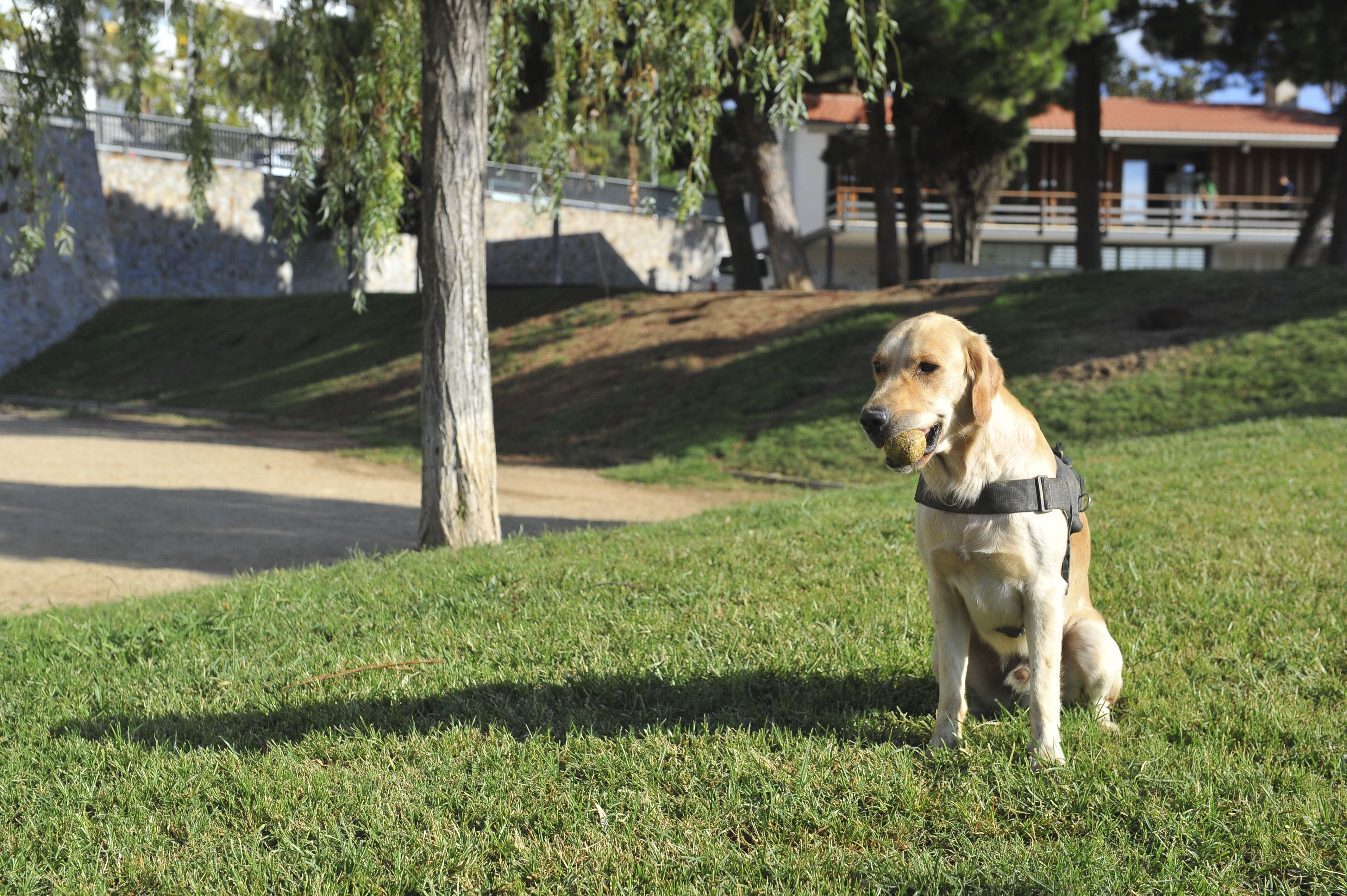 Un gos al Nou Parc Central de Mataró