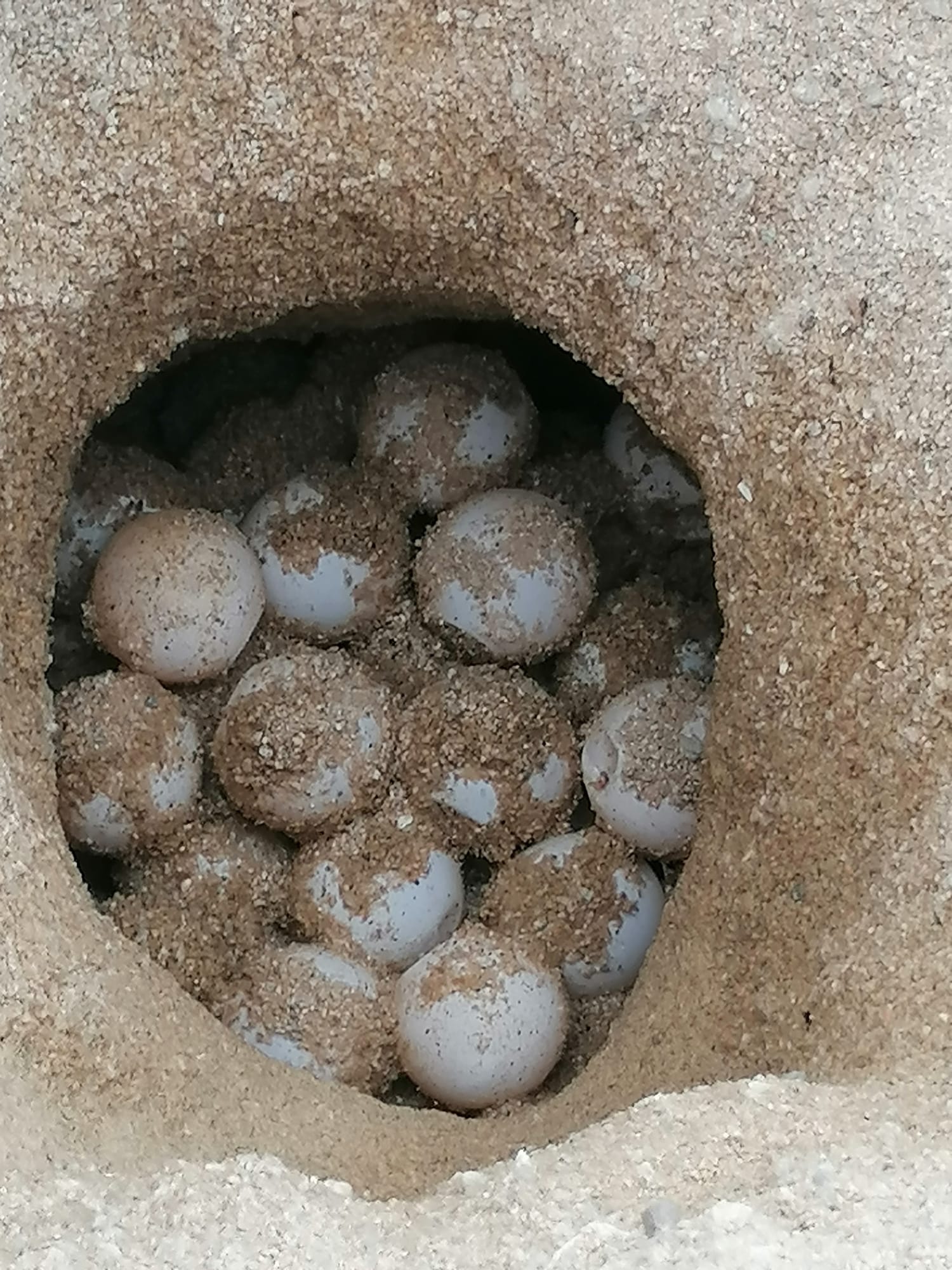 Els ous que ha posat la tortuga babaua a Arenys