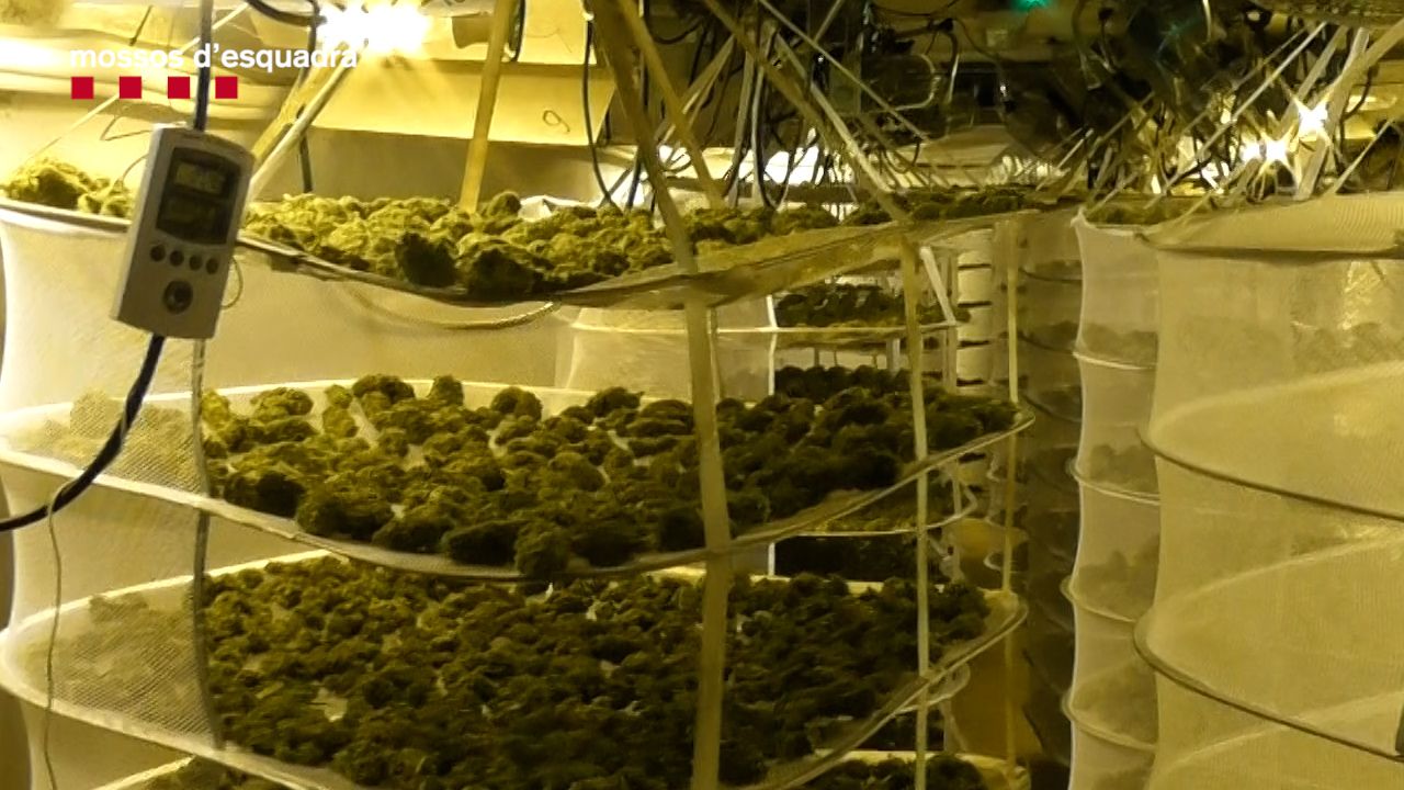 Los ovillos de marihuana escondidos a la casa de Llavaneres. Foto: Mozos
