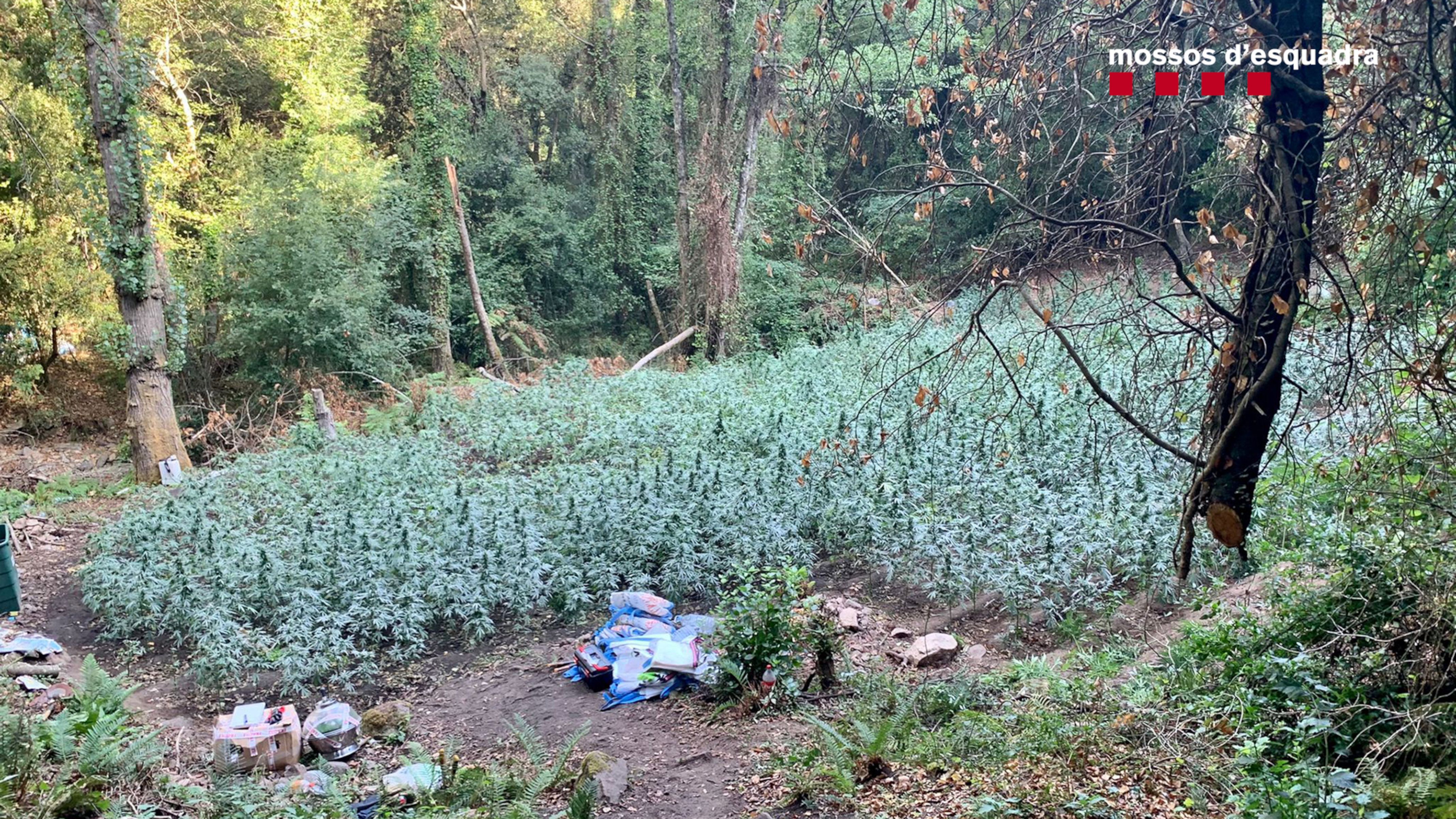 Desmantellades dues plantacions de marihuana al Montnegre
