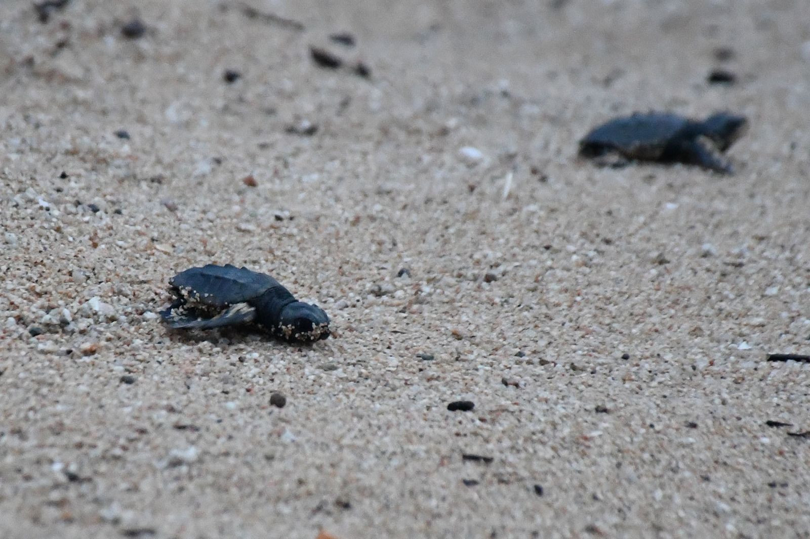 Dues de les tortugues nascudes a Arenys de Mar. Foto: Ajuntament d'Arenys