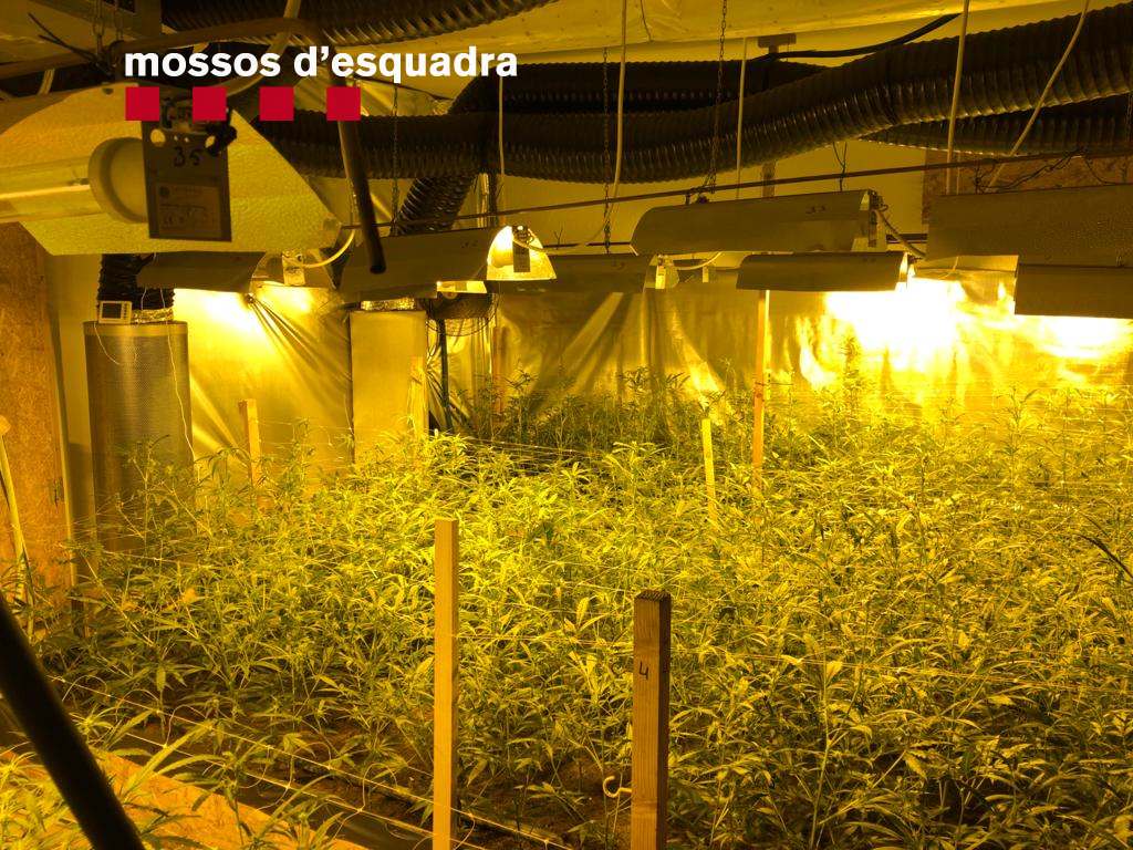 Otra plantación de marihuana en una casa alquilada al Maresme