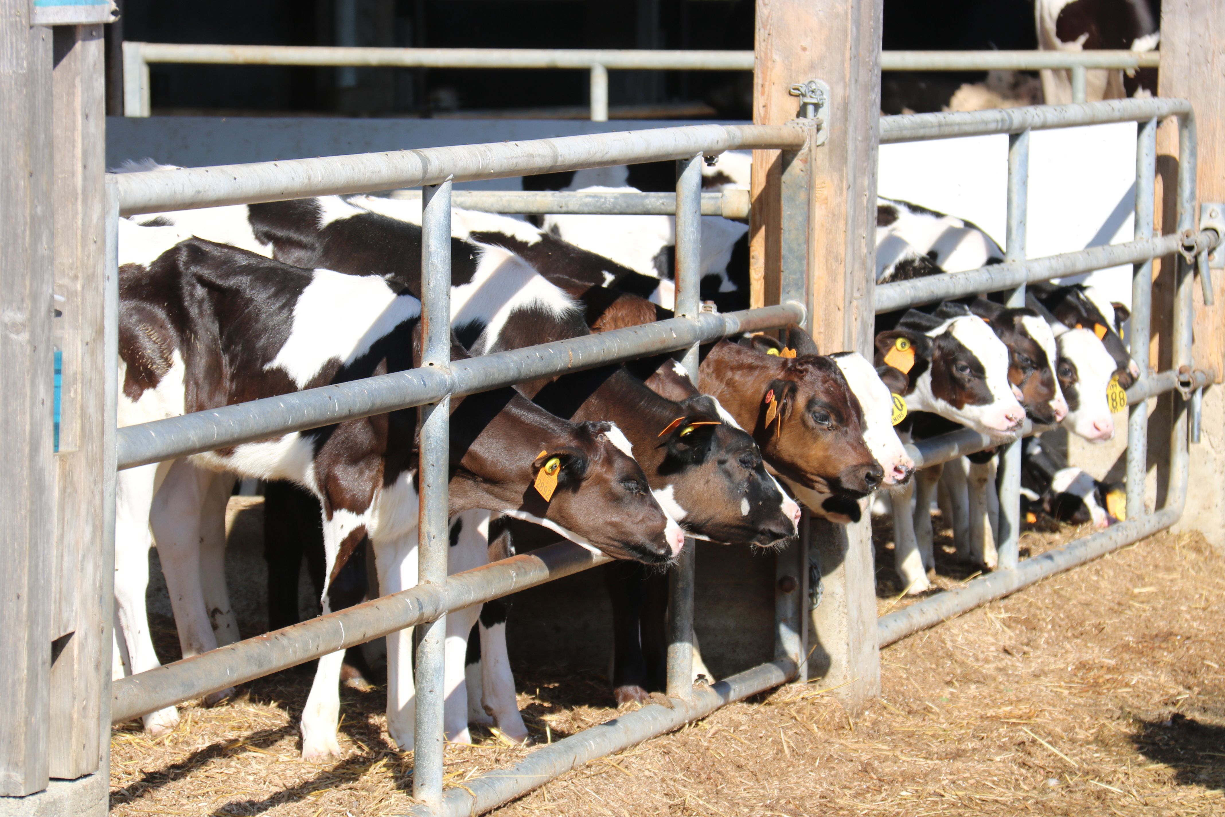 El Gobierno propone limitar las nuevas explotaciones a 600 vacas