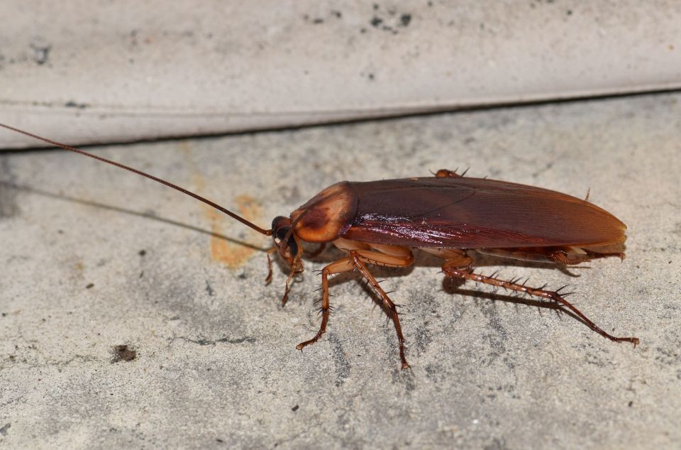 Periplaneta americana, l'espècie de panerola que ha esdevingut una plaga a Mataró