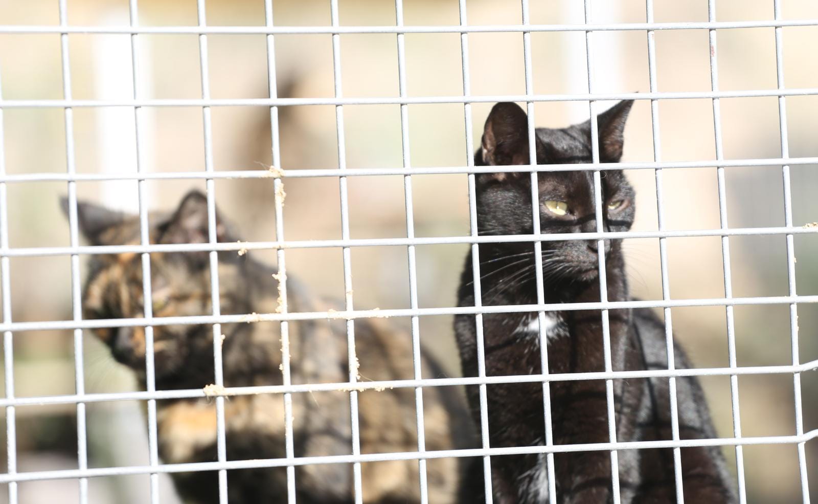 La gatera del centro de acogida de animales de Cabrils. Foto: Cedida