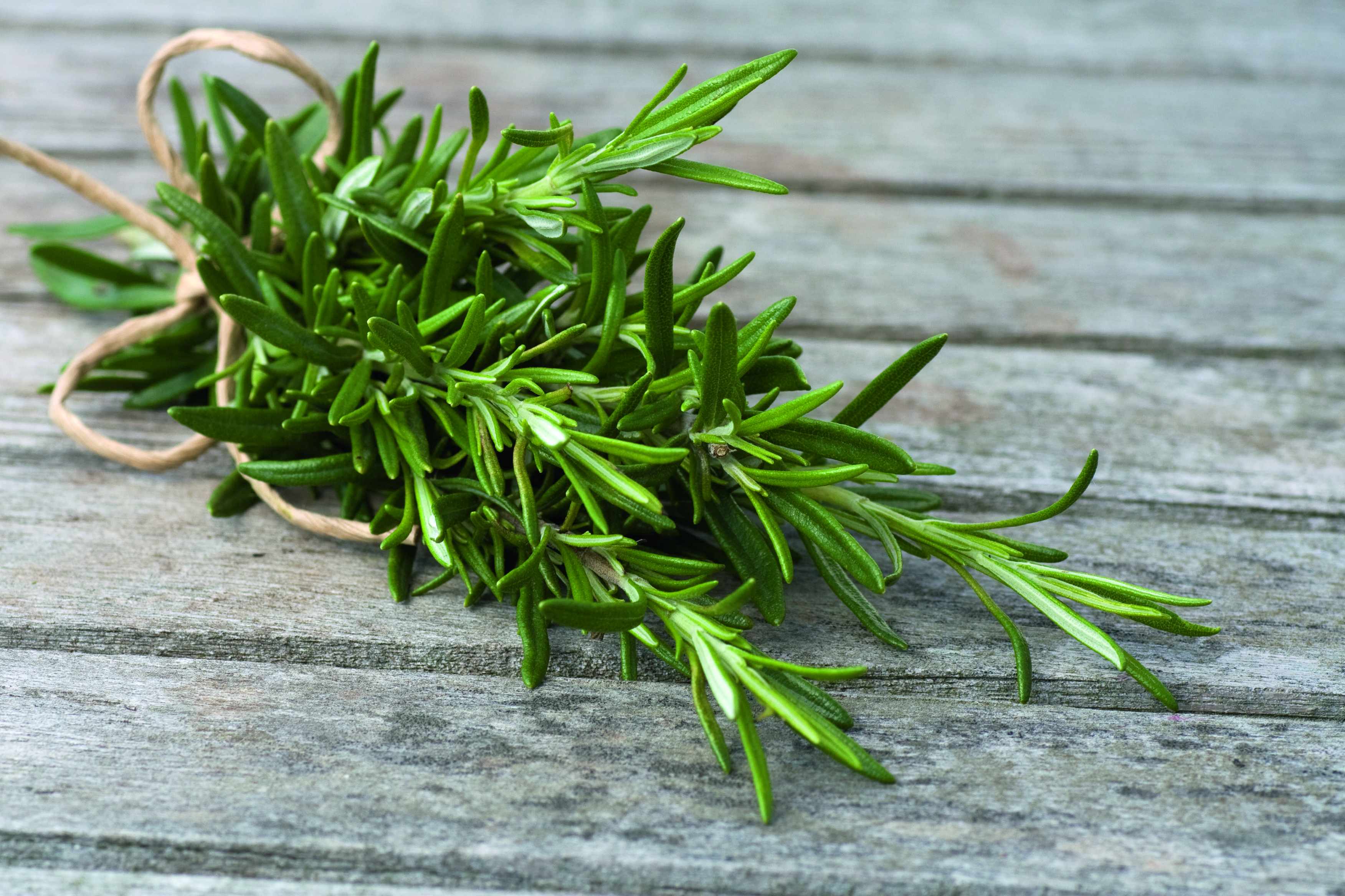 Herbes aromàtiques, sabor i decoració Herbes aromàtiques, sabor i decoració