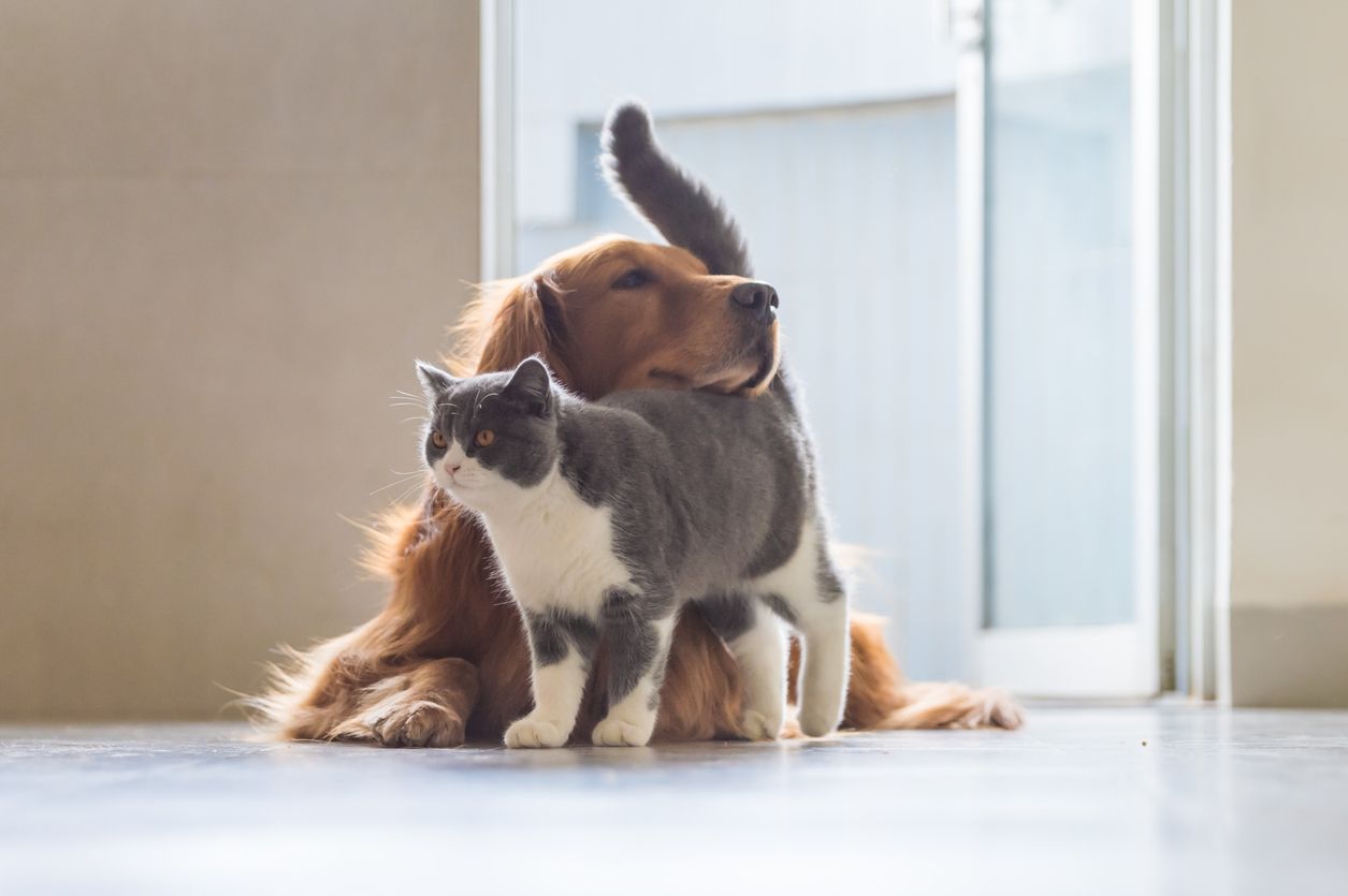 Alimentación de gatos y perros.