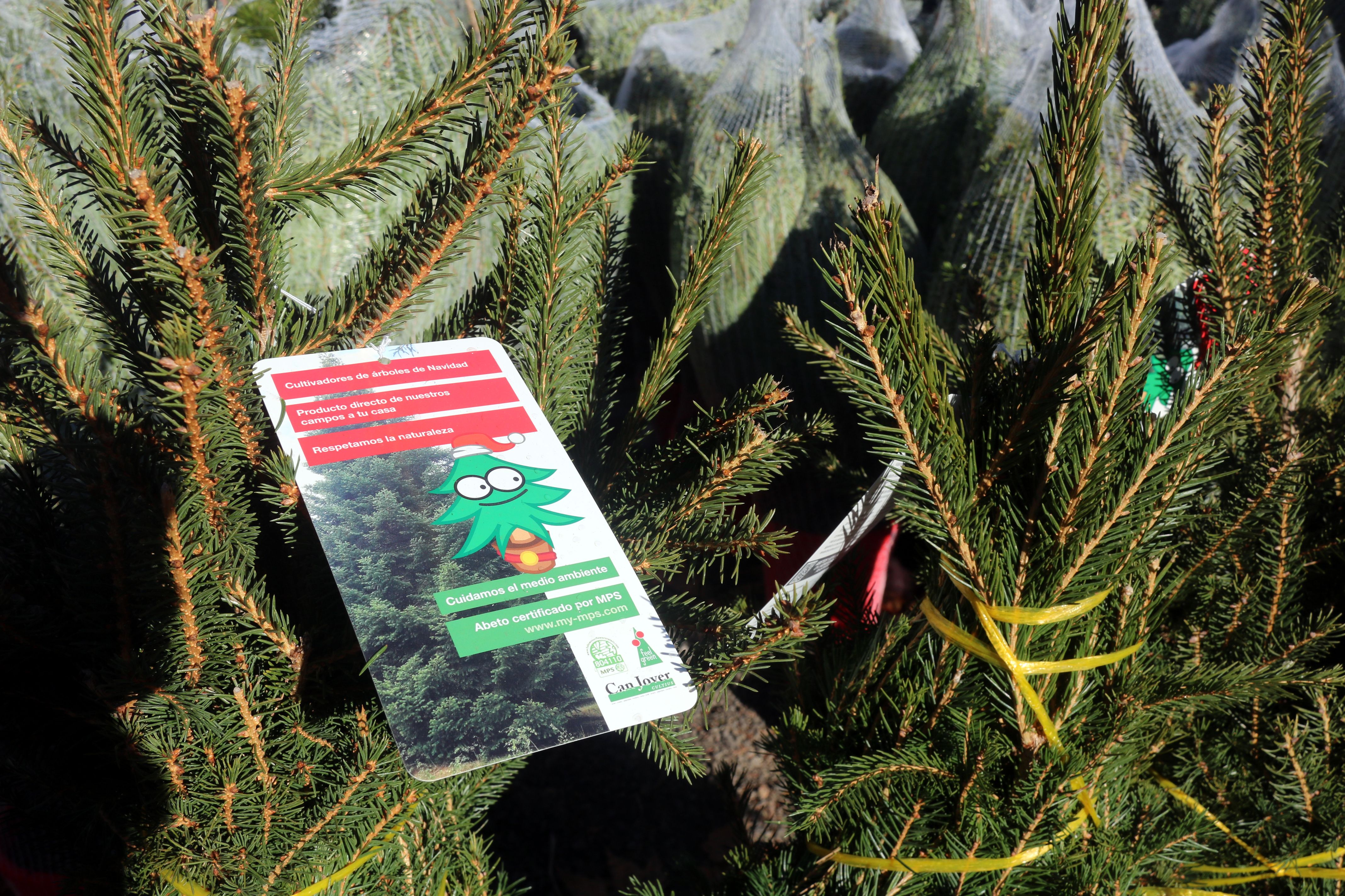 Mataró habilita 32 puntos por recogida de árboles de Nadal