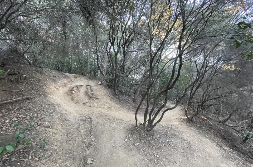 Un bosc en el terme municipal de Cabrils, al Maresme
