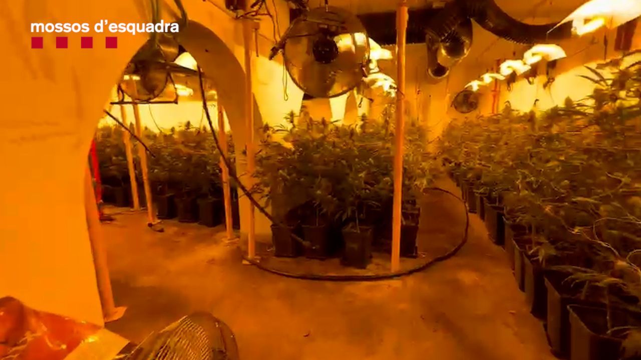 220307 marihuana llavaneres 16x9