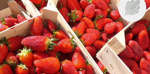 Les maduixes nostrades, els maduixots