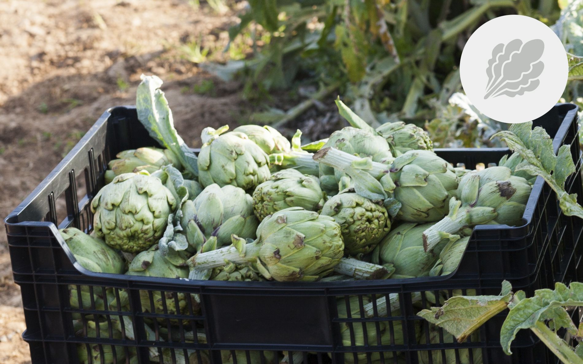 Escarxofes de la Tordera