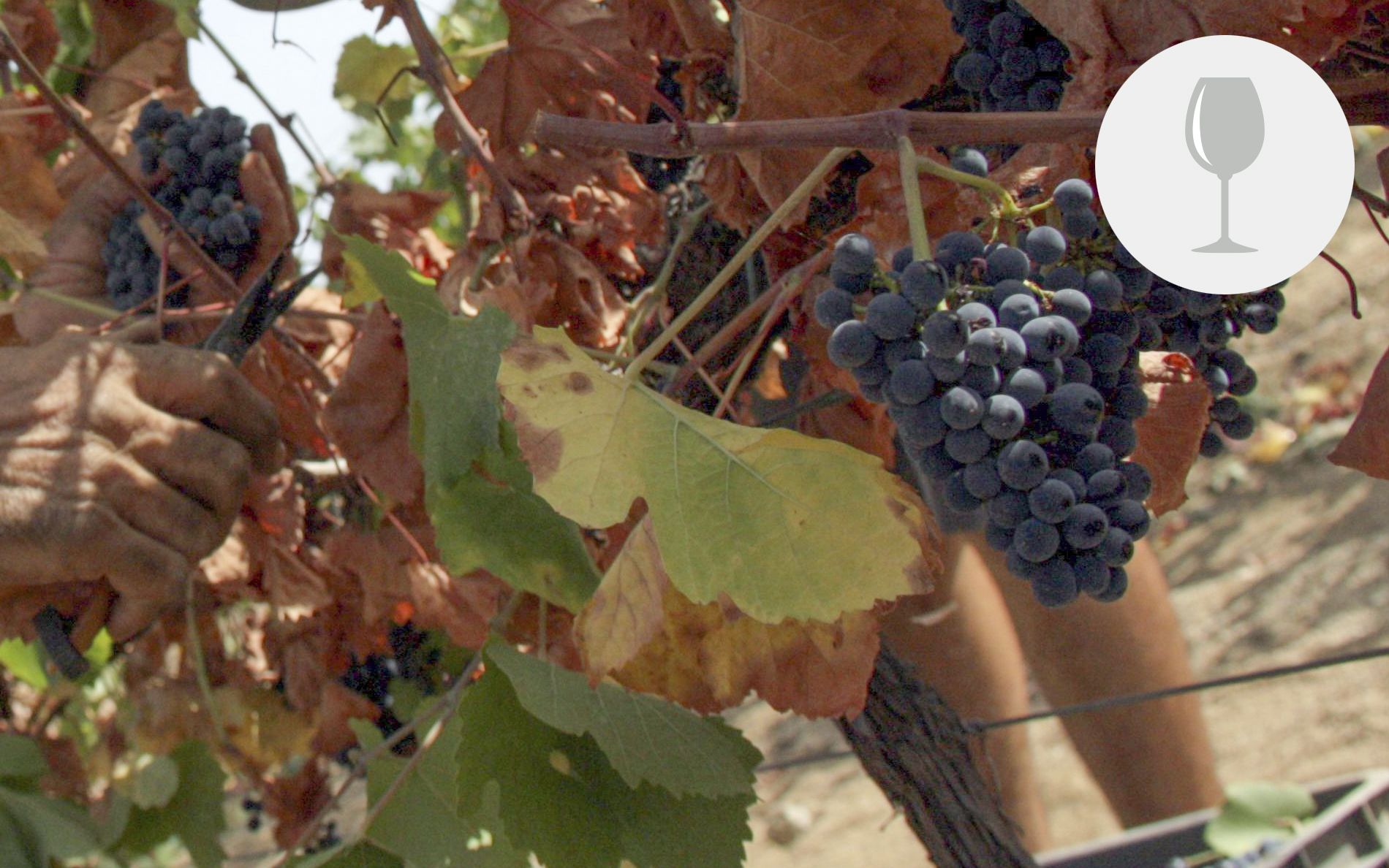 Al Maresme encara roman la vinya