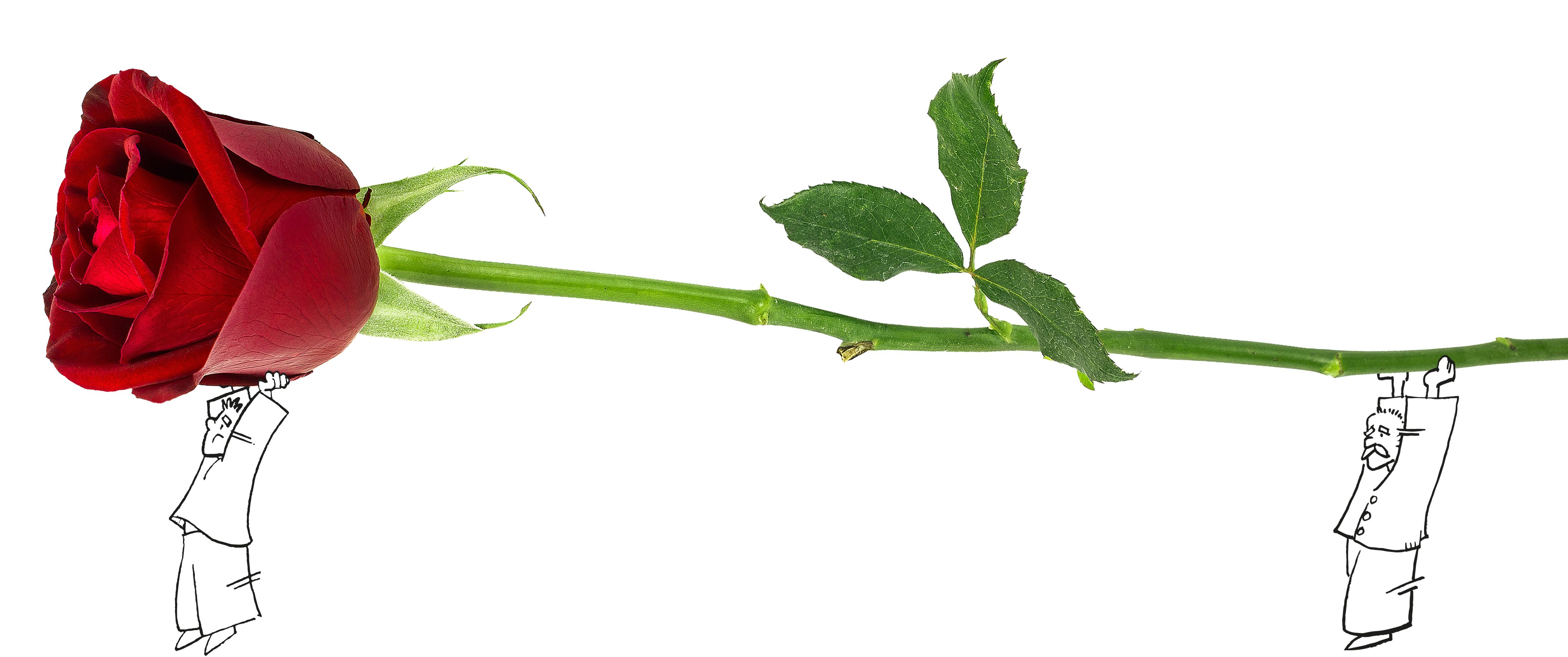 rosa3 rosa3