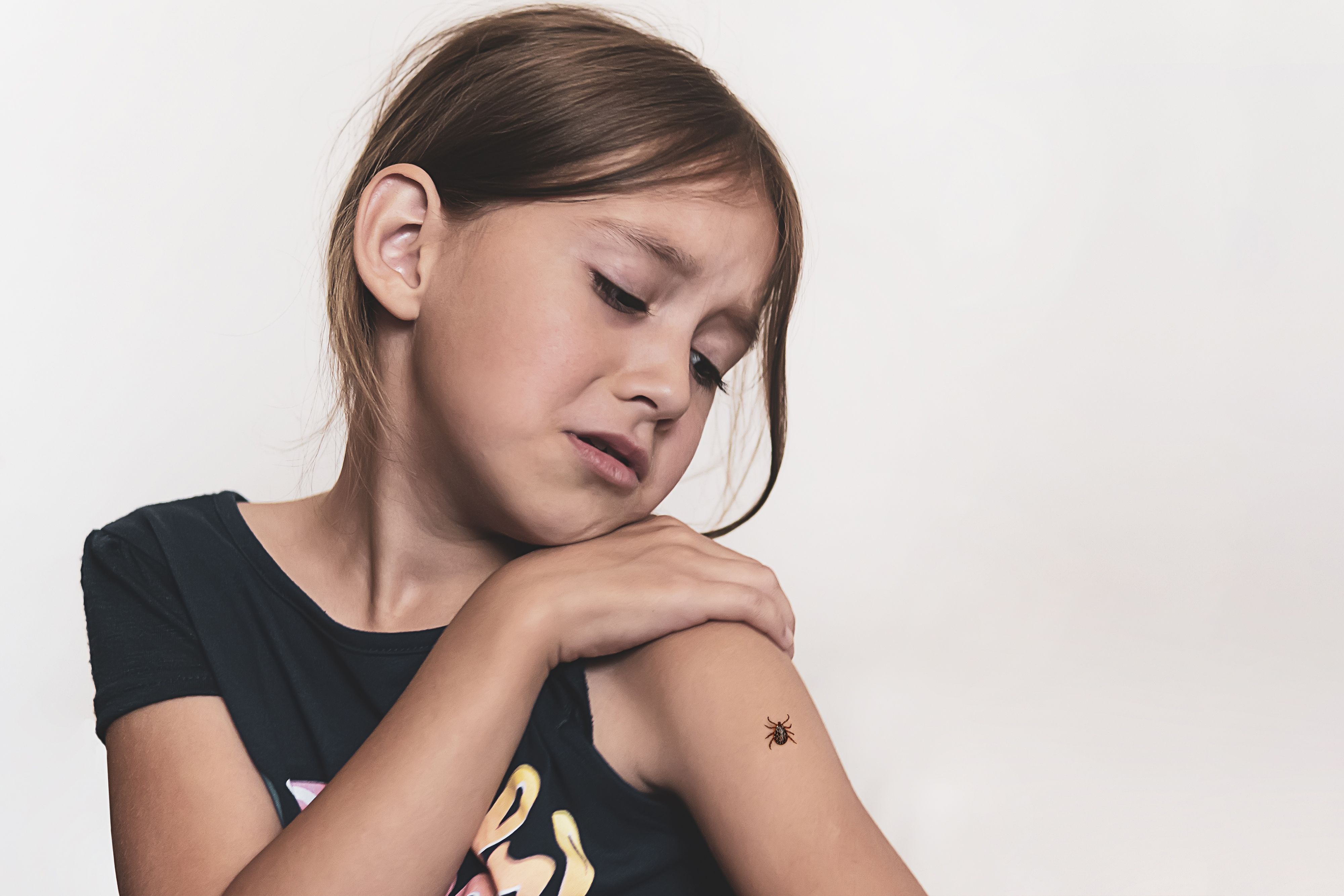 Garrapates: què fer si et pica i com prevenir-ho
