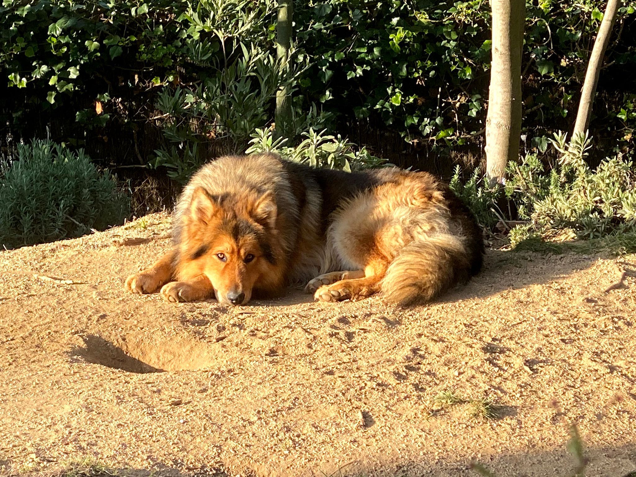 Gossos i cops de calor.
