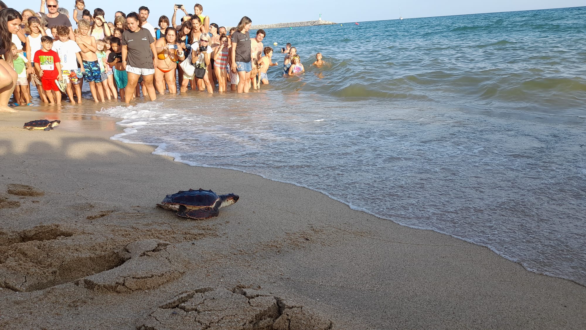 Alliberament d'una de les tortugues careta a Arenys de Mar. Foto: ACN