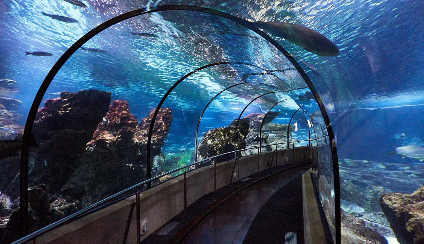REF AQUARIUM CT6A7407