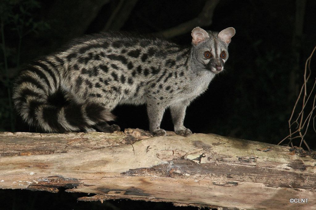 Geneta, la especie de animal afectada por el envenenamiento.