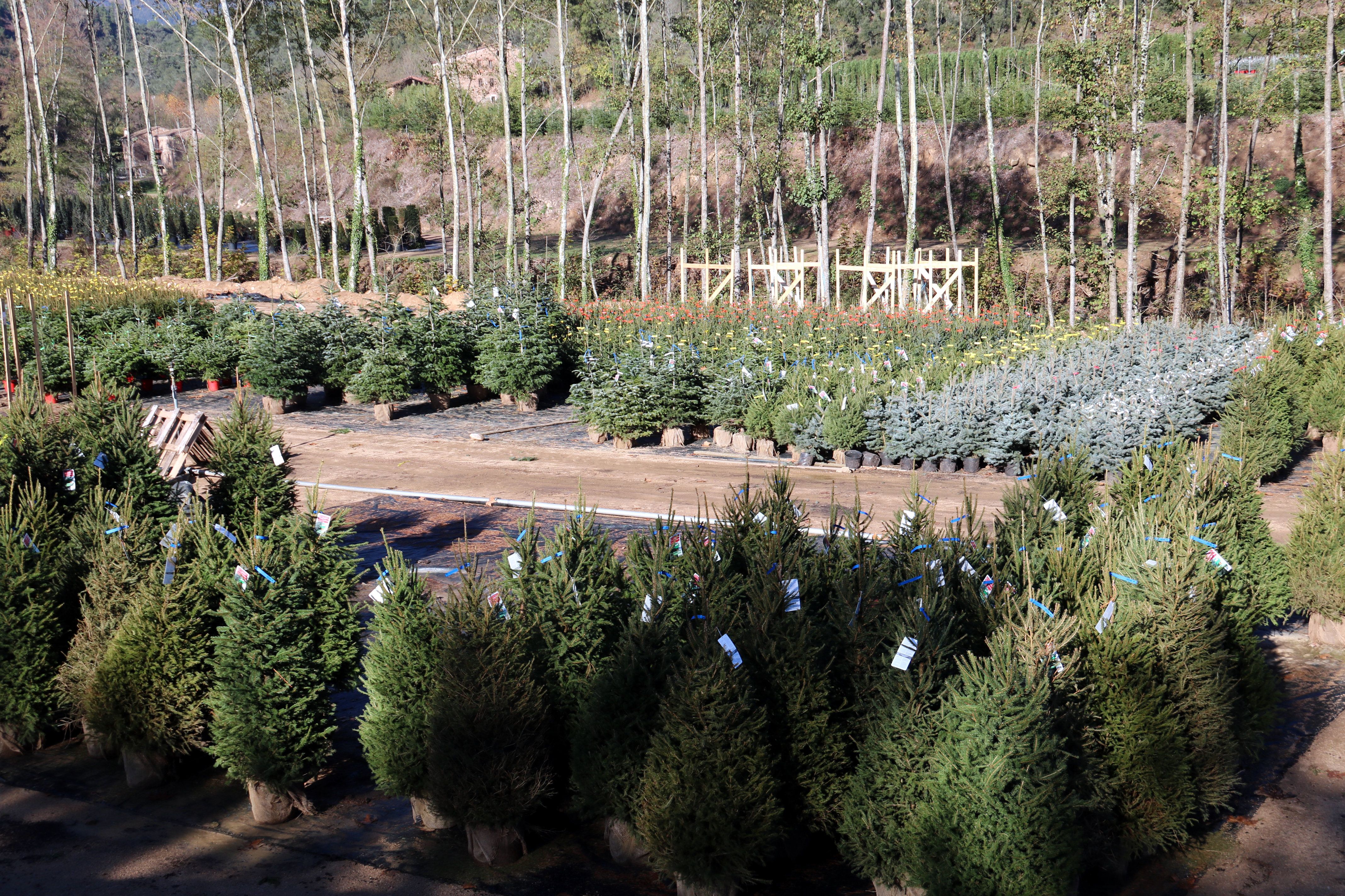 Estesa d'arbres de Nadal a un viver. Foto: ACN
