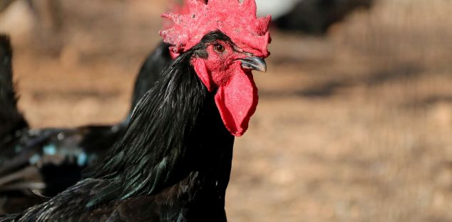 El gall del Penedès El gall del Penedès