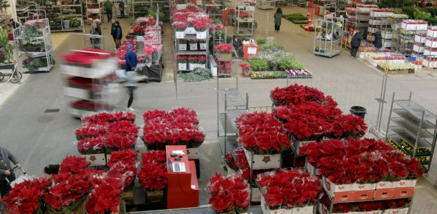 Ponsèties al Mercat de la Flor i Planta de Vilassar de Mar. Foto: ACN
