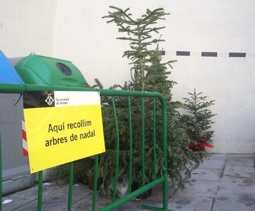 Punt de recollida d'arbres de Nadal