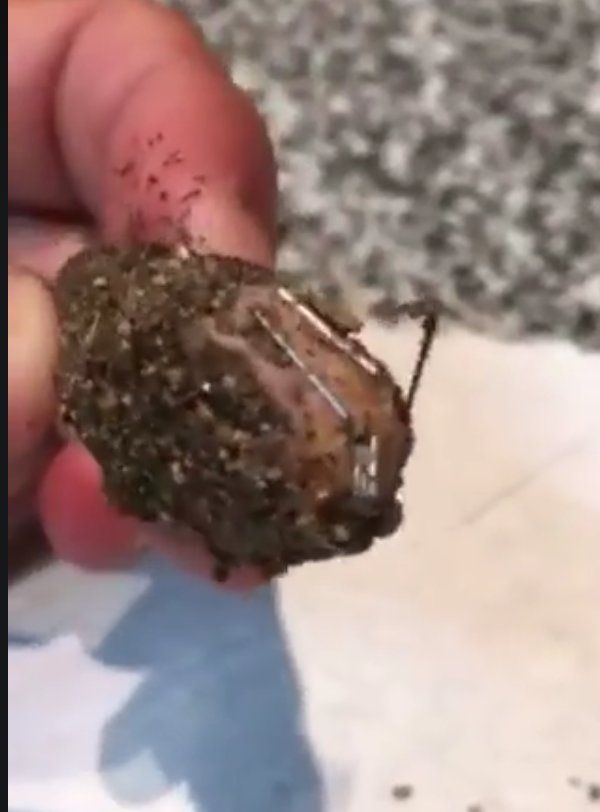 La imatge d'una de les croquetes. Foto: Guàrdia Civil