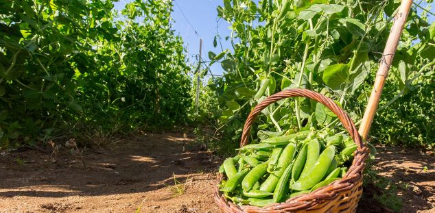 Los mejores guisantes del mundo son del Maresme, ¡hagamos gala de ello!