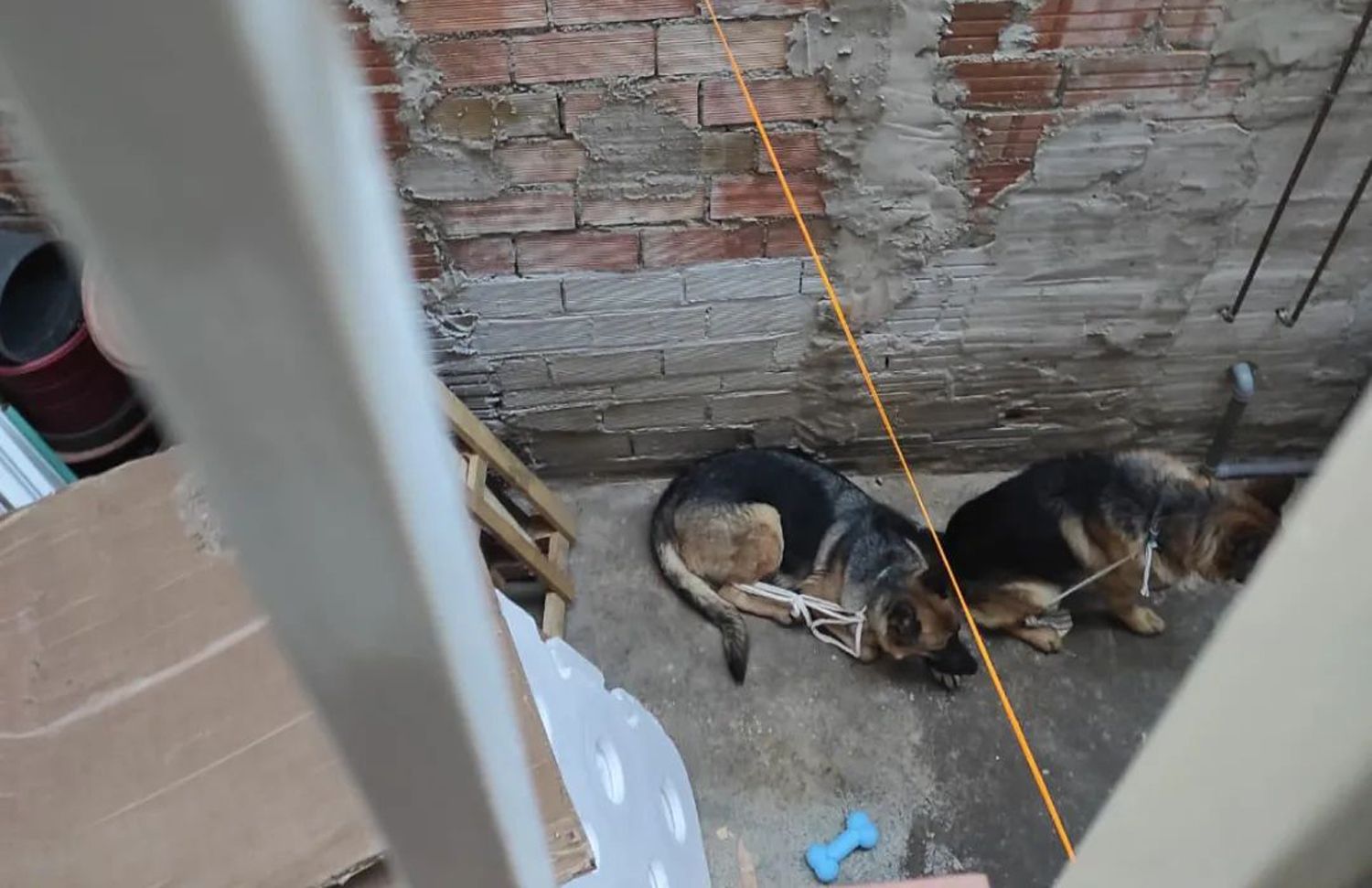 Dos dels gossos rescatats a Mataró. Foto: SOS Animals Catalunya