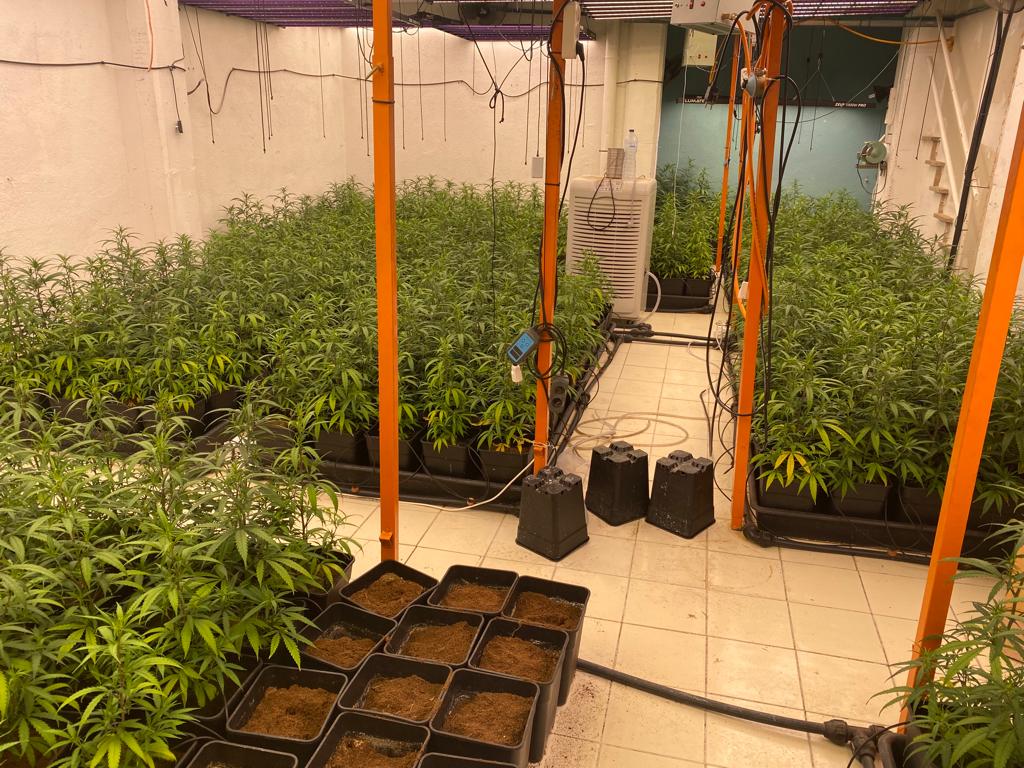 Plantació de marihuana a una de les cases del Maresme. Foto: Mossos