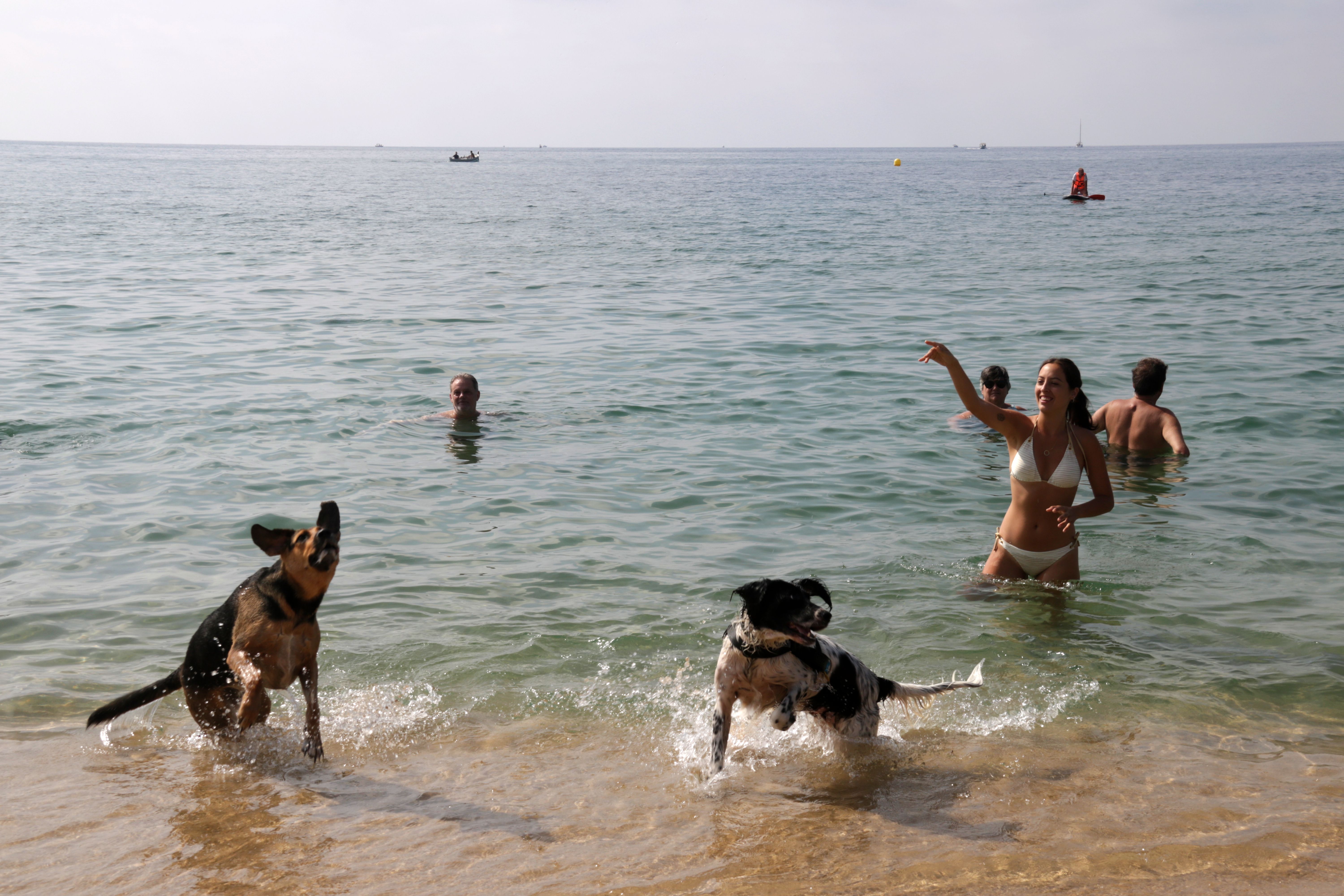Maresme i gossos a la platja