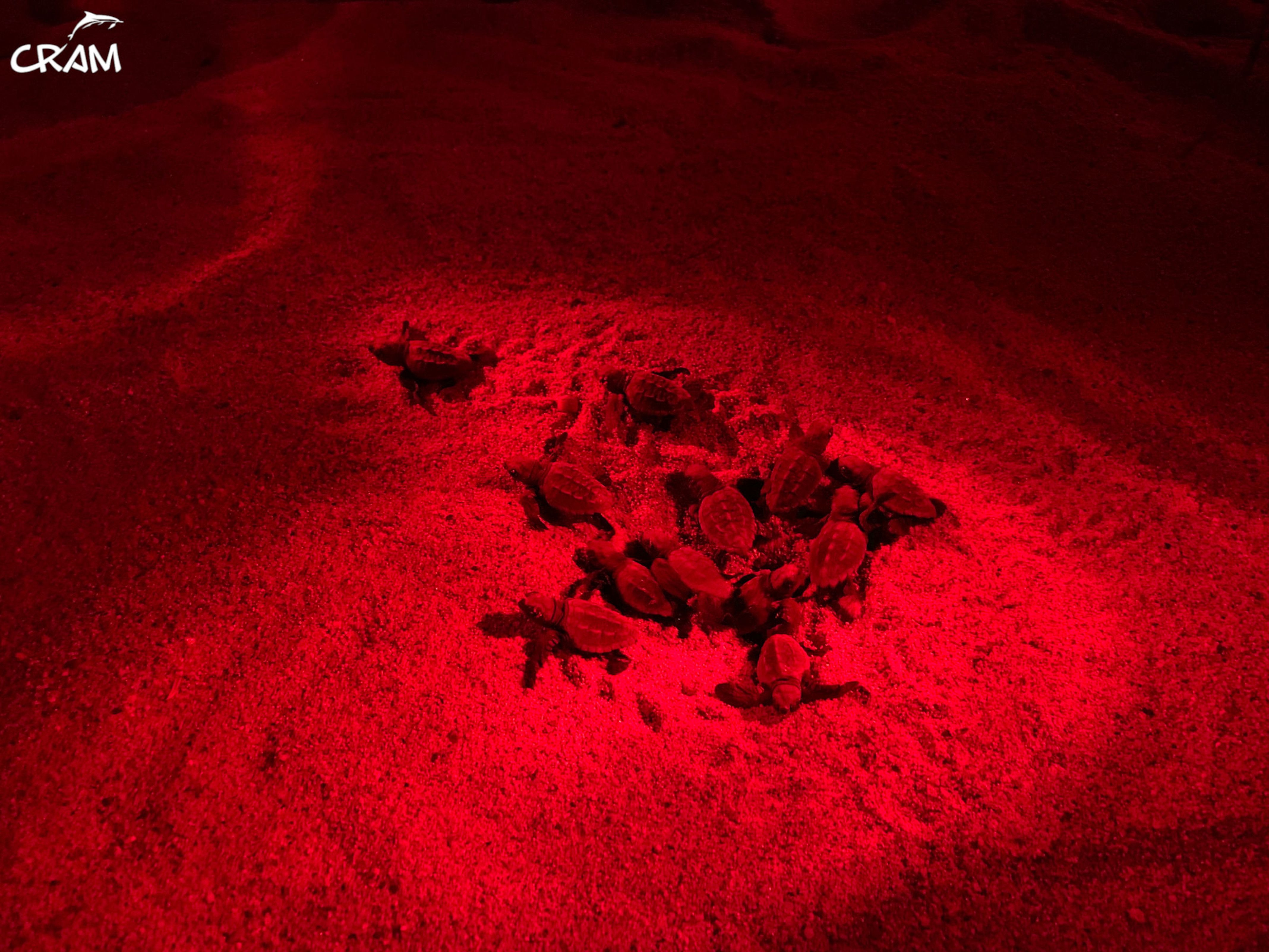 Neixen les primeres tortugues del niu de Malgrat de Mar. Foto: CRAM