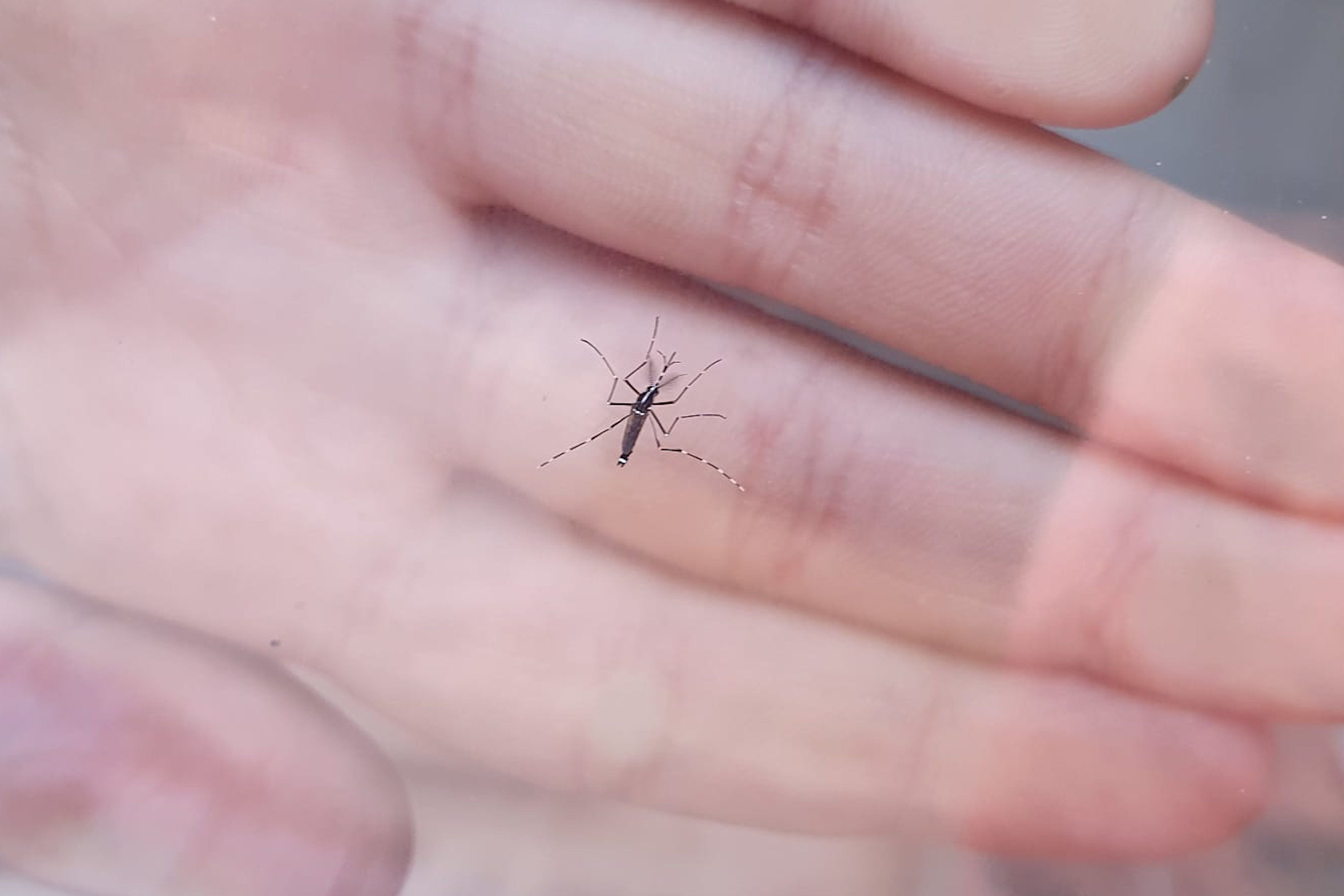 Atenció: primer cas de dengue autòcton a Catalunya