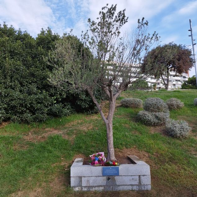 Una olivera al Parc Central de Mataró ja honora a Allende