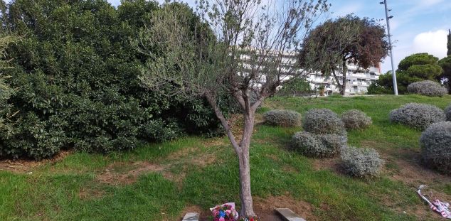 Una olivera al Parc Central de Mataró ja honora a Allende Una olivera al Parc Central de Mataró ja honora a Allende